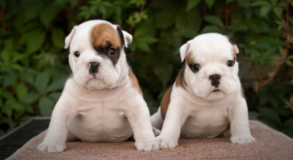 English Bulldog Puppies, 2 Boys and 2 Girls for Sale in Denver, CO