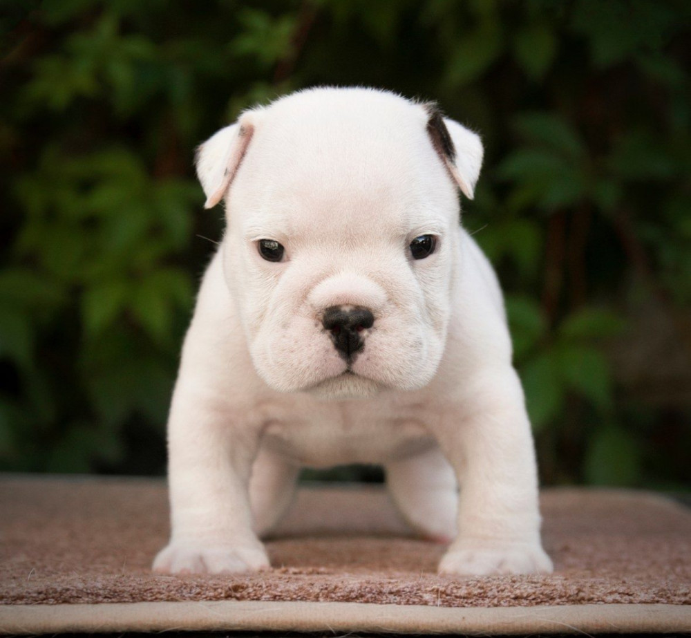 English Bulldog Puppies, 2 Boys and 2 Girls for Sale in Denver, CO