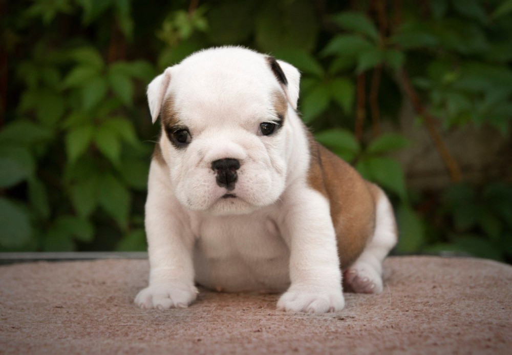 English Bulldog Puppies, 2 Boys and 2 Girls for Sale in Denver, CO