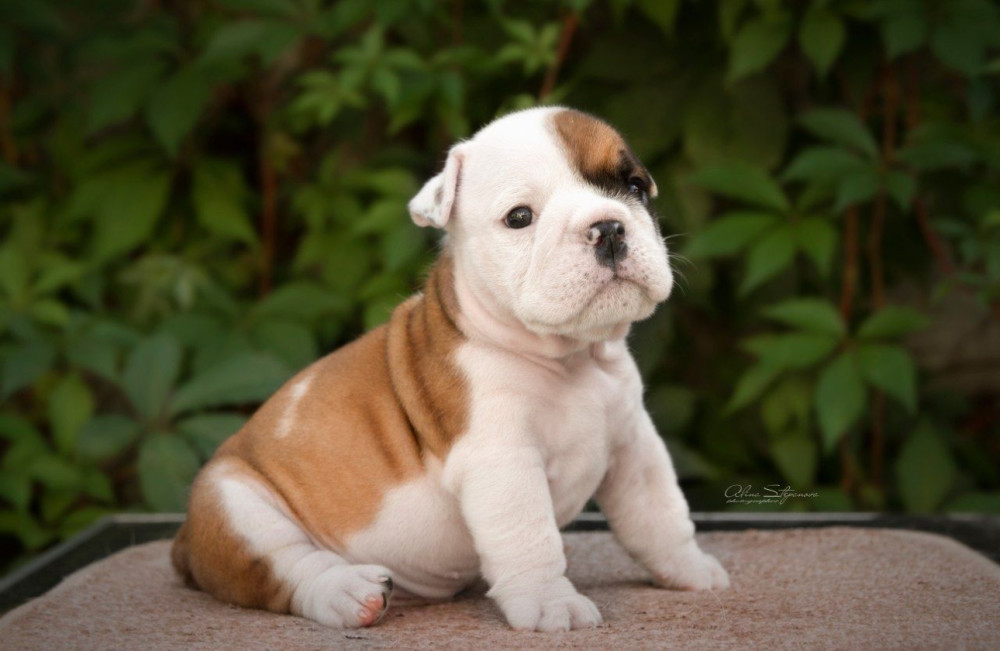 English Bulldog Puppies, 2 Boys and 2 Girls for Sale in Denver, CO