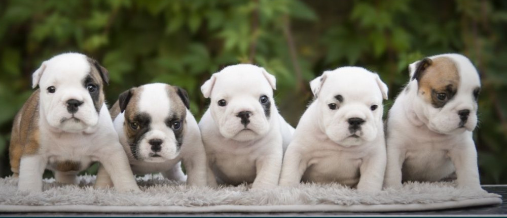 English Bulldog Puppies, 2 Boys and 2 Girls for Sale in Denver, CO