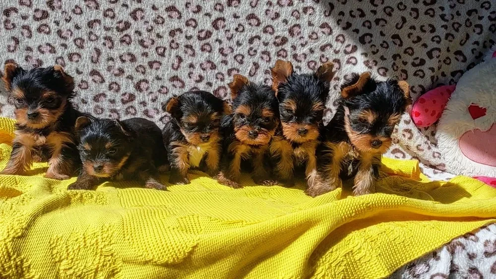 Boys and girls