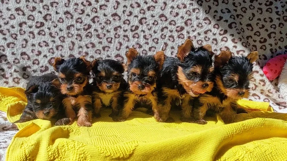 Boys and girls