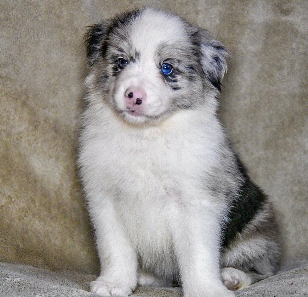 8-Week-Old Female Collie Puppy for Sale in Dallas, TX