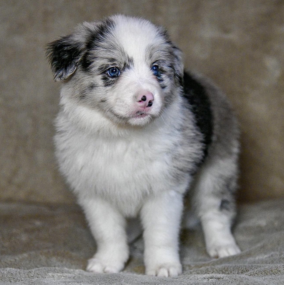 8-Week-Old Female Collie Puppy for Sale in Dallas, TX