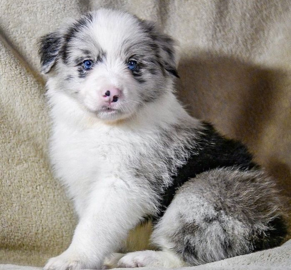 8-Week-Old Female Collie Puppy for Sale in Dallas, TX