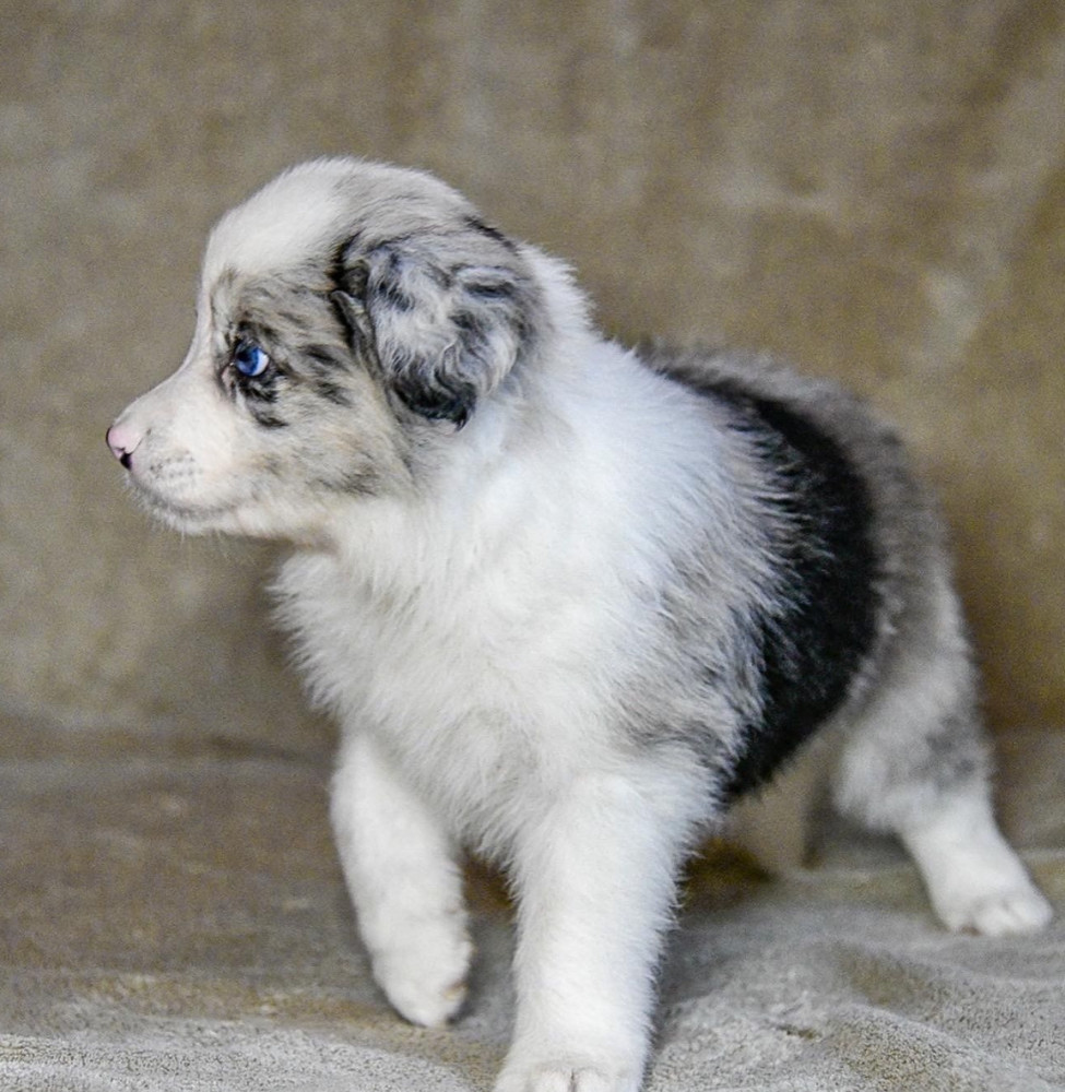 8-Week-Old Female Collie Puppy for Sale in Dallas, TX