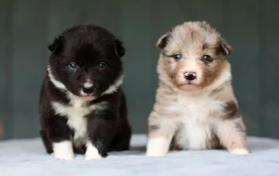 Collie Puppies for Sale in Harvey, LA