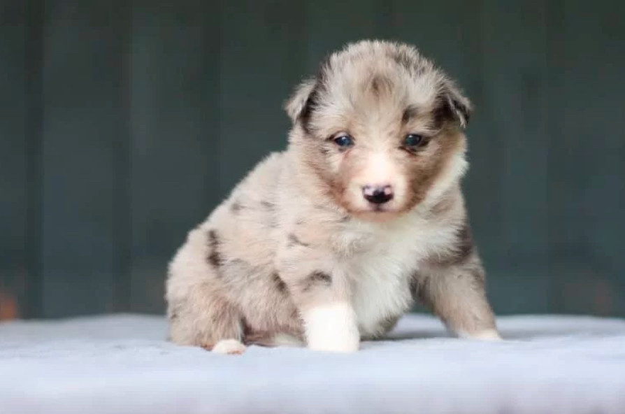 Collie Puppies for Sale in Harvey, LA