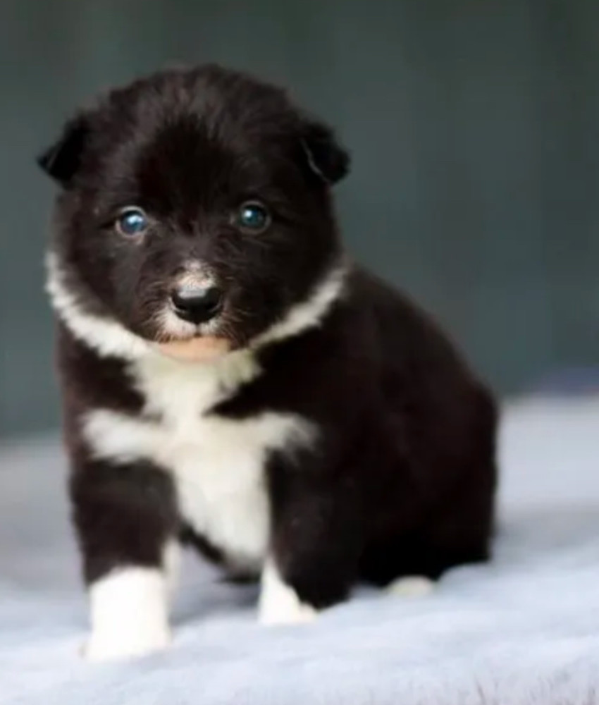 Collie Puppies for Sale in Harvey, LA
