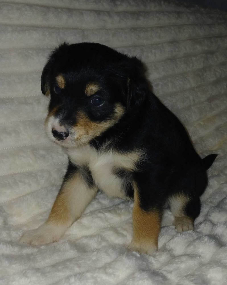 Collie Puppies for Sale in Muncie, IN