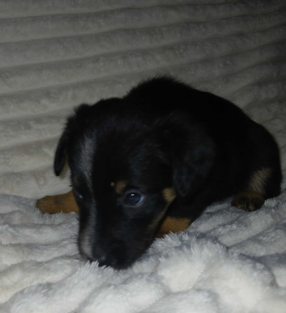 Collie Puppies for Sale in Muncie, IN