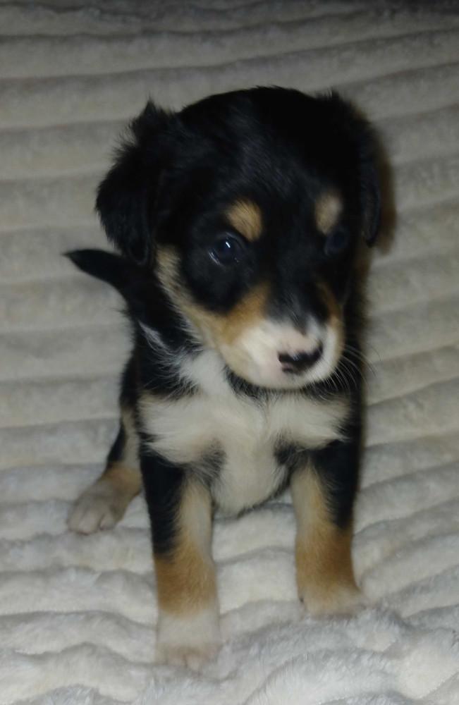 Collie Puppies for Sale in Muncie, IN