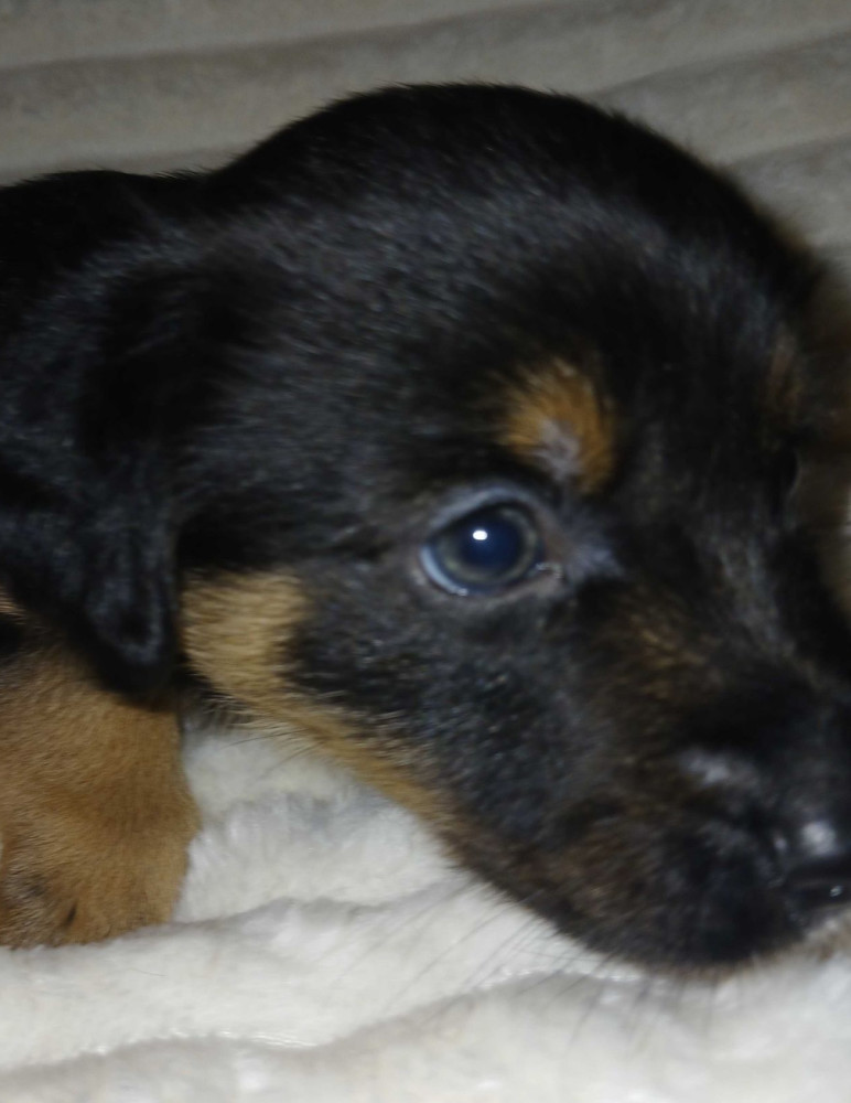 Collie Puppies for Sale in Muncie, IN