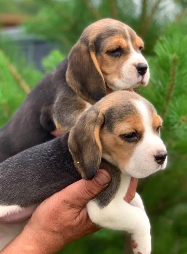 Beagle Puppies Looking for a Home in San Diego, CA