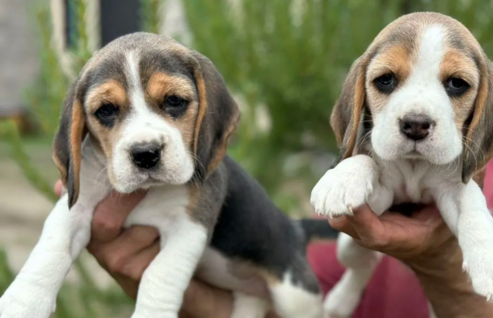 Beagle Puppies Looking for a Home in San Diego, CA