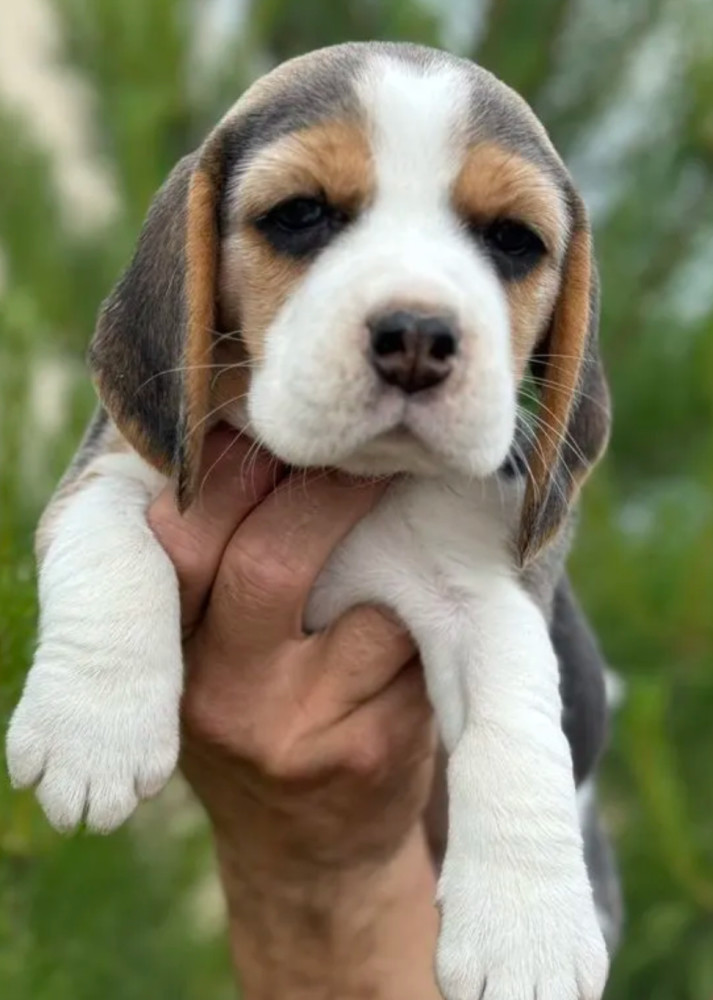 Beagle Puppies Looking for a Home in San Diego, CA