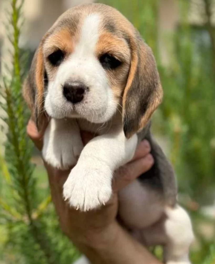 Beagle Puppies Looking for a Home in San Diego, CA