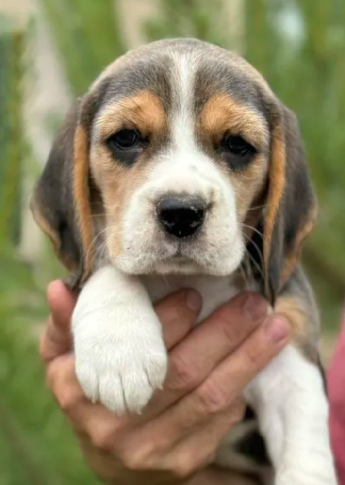 Beagle Puppies Looking for a Home in San Diego, CA