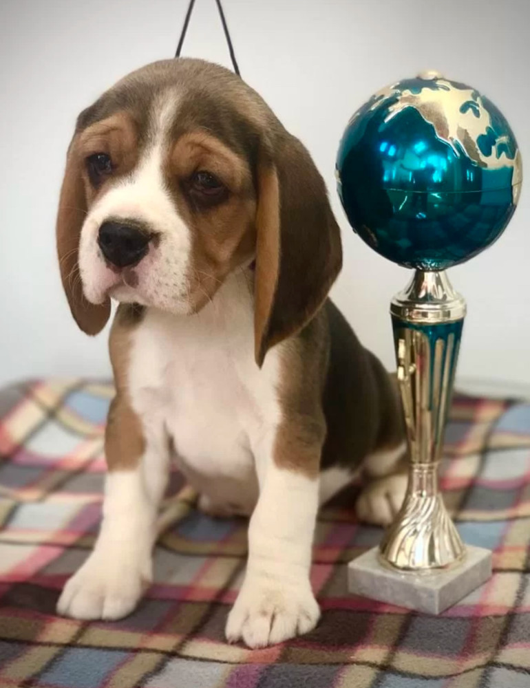 Beagle Puppies Looking for a Home in San Diego, CA