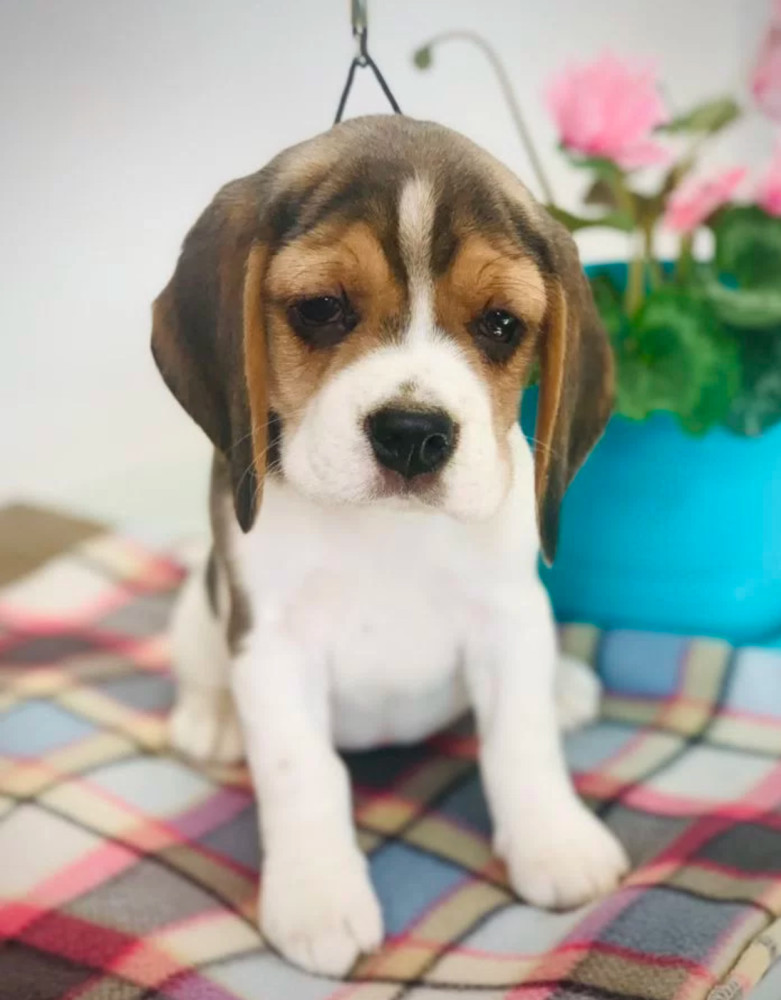Beagle Puppies Looking for a Home in San Diego, CA