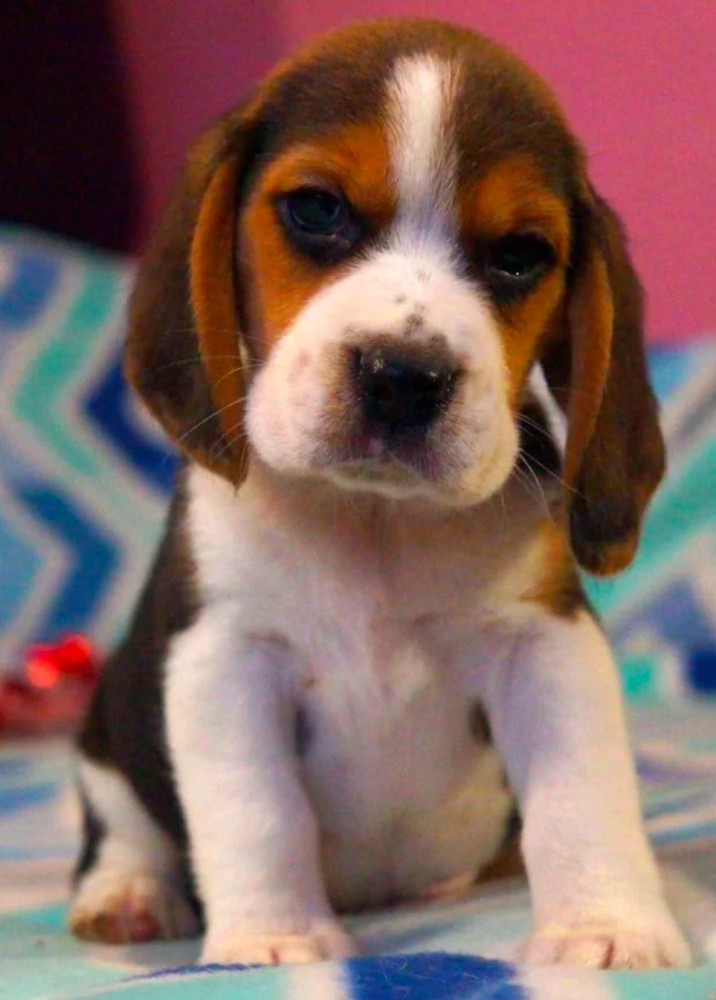 Beagle Puppy for Sale in San Antonio, TX