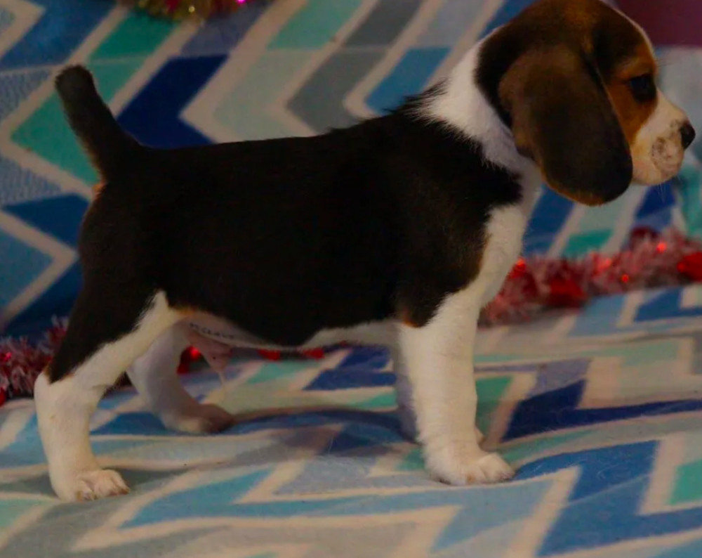 Beagle Puppy for Sale in San Antonio, TX