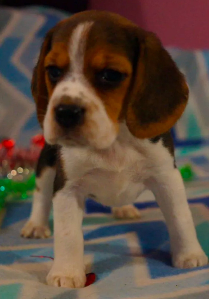 Beagle Puppy for Sale in San Antonio, TX