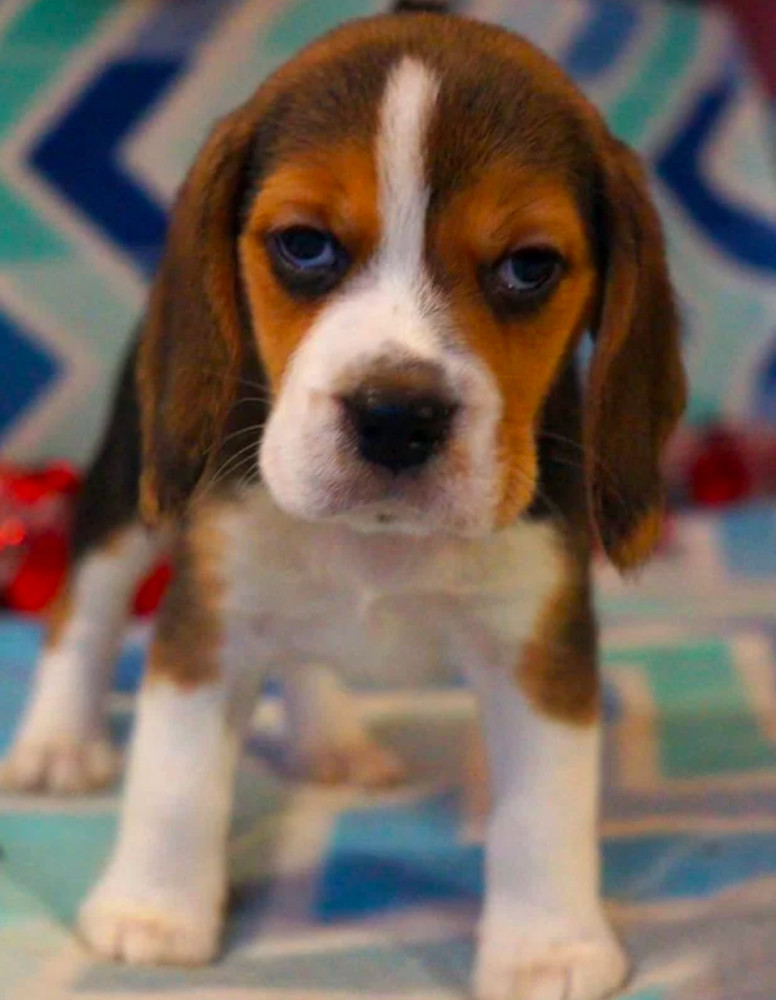 Beagle Puppy for Sale in San Antonio, TX