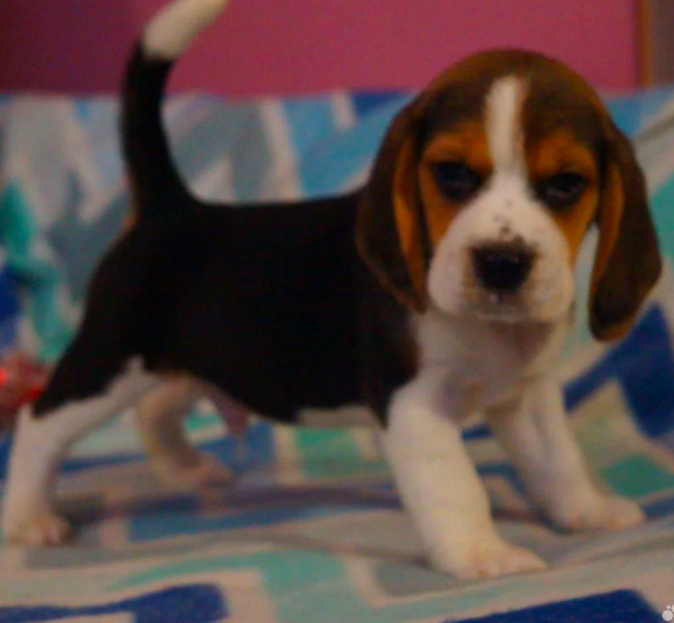 Beagle Puppy for Sale in San Antonio, TX