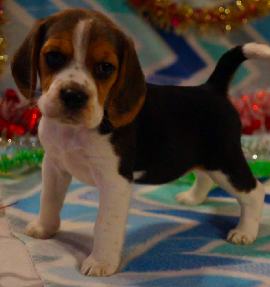 Beagle Puppy for Sale in San Antonio, TX