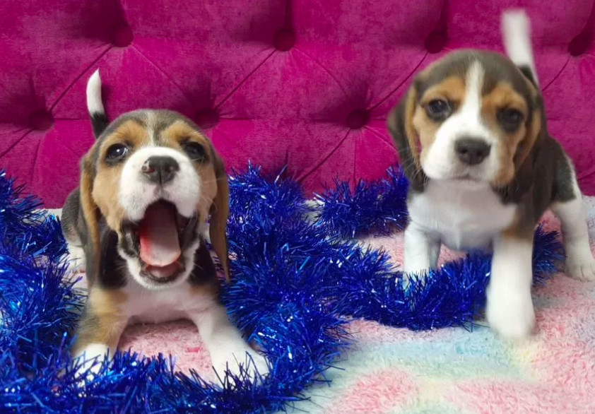2 Beagle Girls Available for Reservation Kennel in Jacksonville, FL