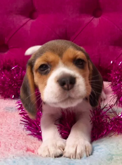 2 Beagle Girls Available for Reservation Kennel in Jacksonville, FL