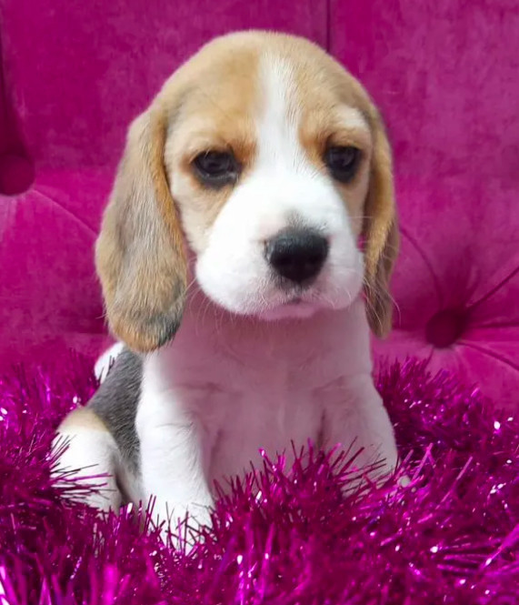 2 Beagle Girls Available for Reservation Kennel in Jacksonville, FL