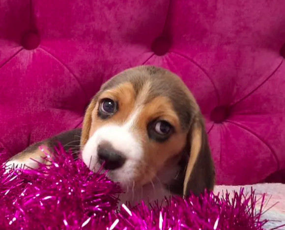 2 Beagle Girls Available for Reservation Kennel in Jacksonville, FL