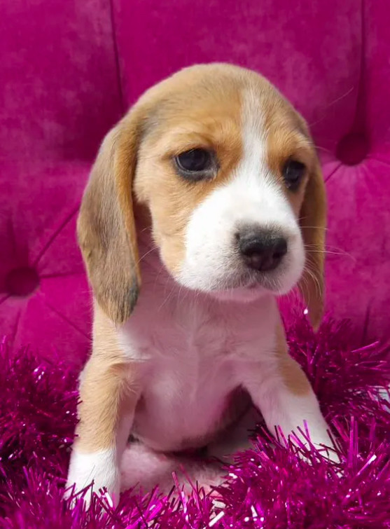2 Beagle Girls Available for Reservation Kennel in Jacksonville, FL