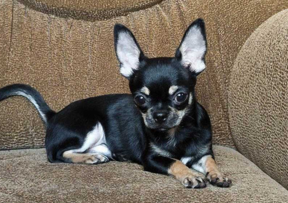 Wonderful Chihuahua Boy Looking for a New Home