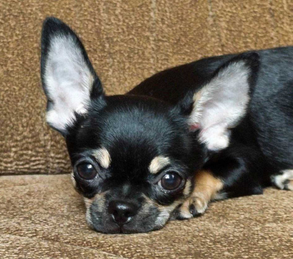 Wonderful Chihuahua Boy Looking for a New Home