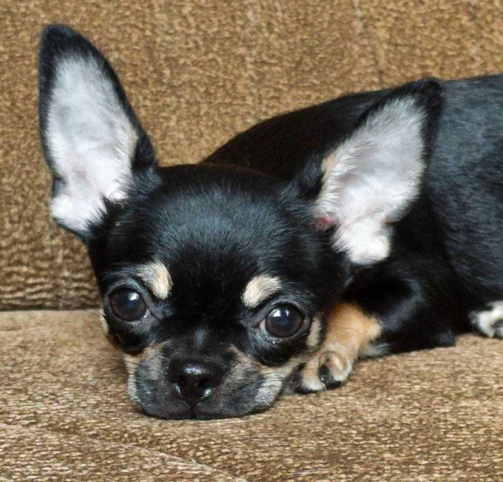 Wonderful Chihuahua Boy Looking for a New Home