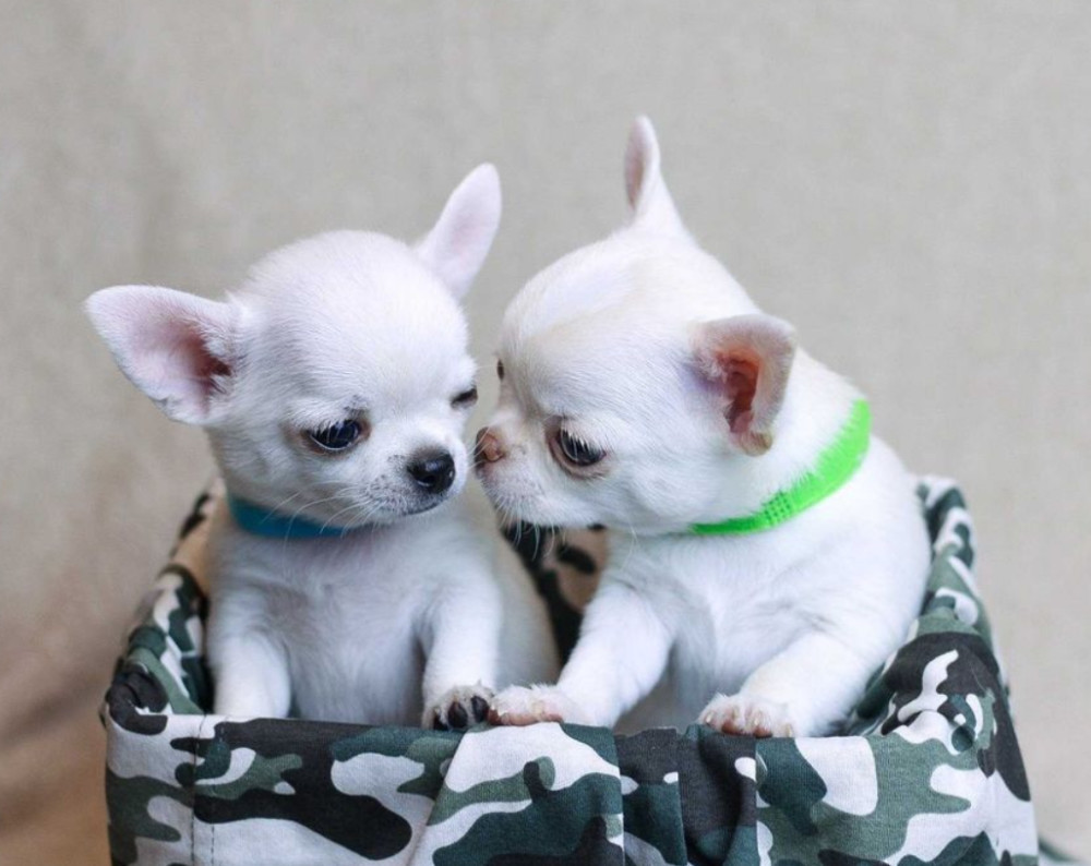 Chihuahua Puppies for Sale, Boys, 5 Weeks Old in Dallas, TX