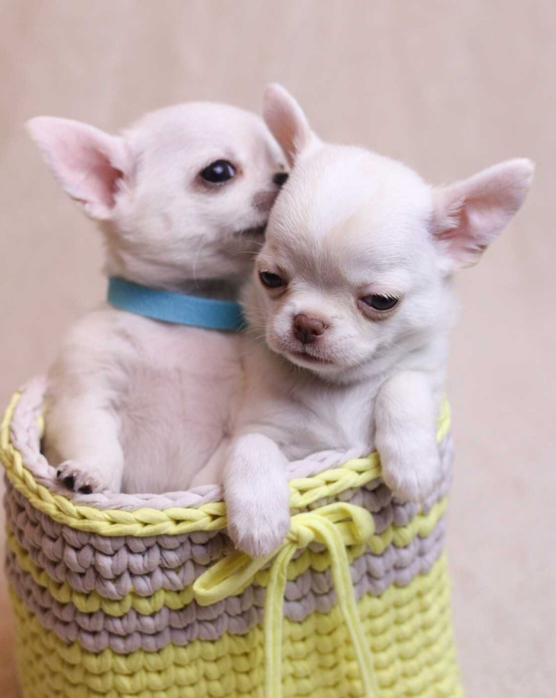 Chihuahua Puppies for Sale, Boys, 5 Weeks Old in Dallas, TX