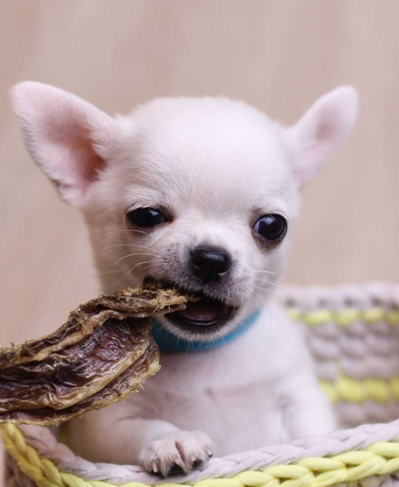 Chihuahua Puppies for Sale, Boys, 5 Weeks Old in Dallas, TX