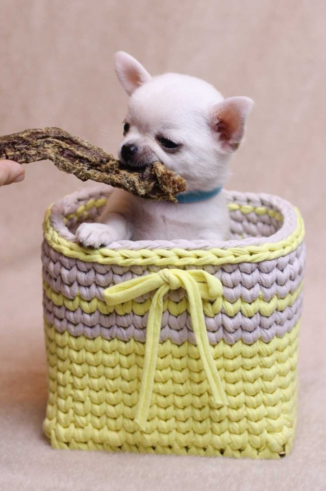 Chihuahua Puppies for Sale, Boys, 5 Weeks Old in Dallas, TX