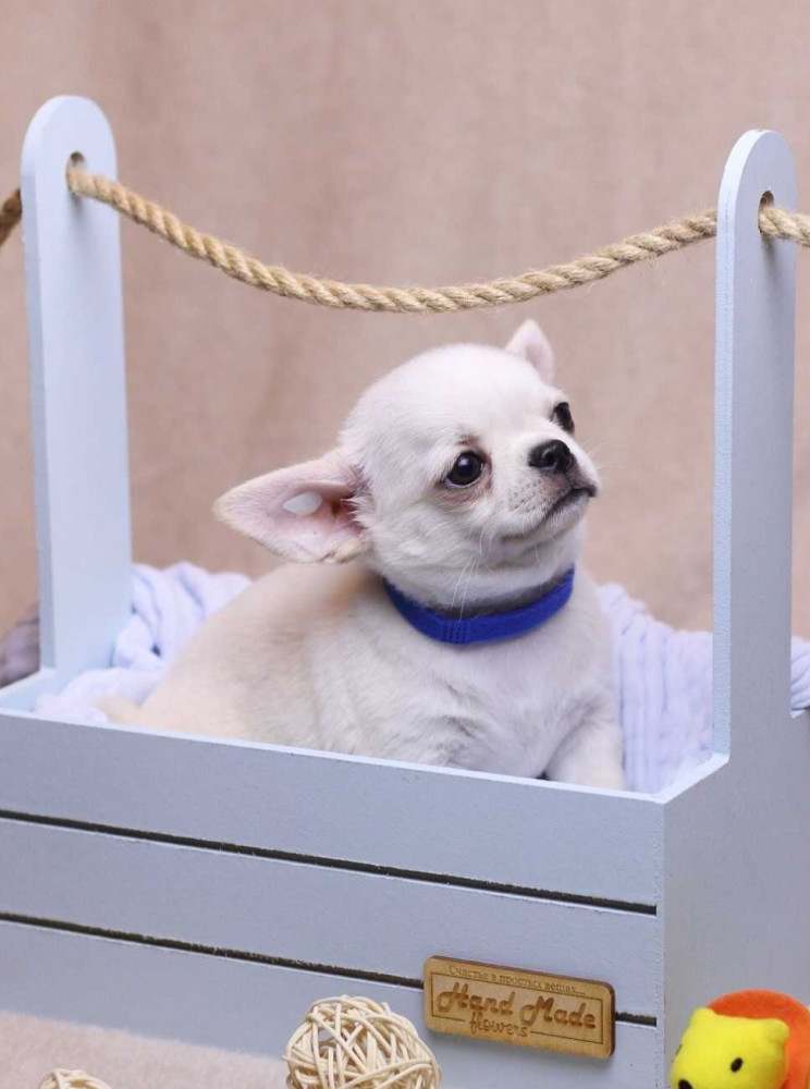 Chihuahua Puppies for Sale, Boys, 5 Weeks Old in Dallas, TX