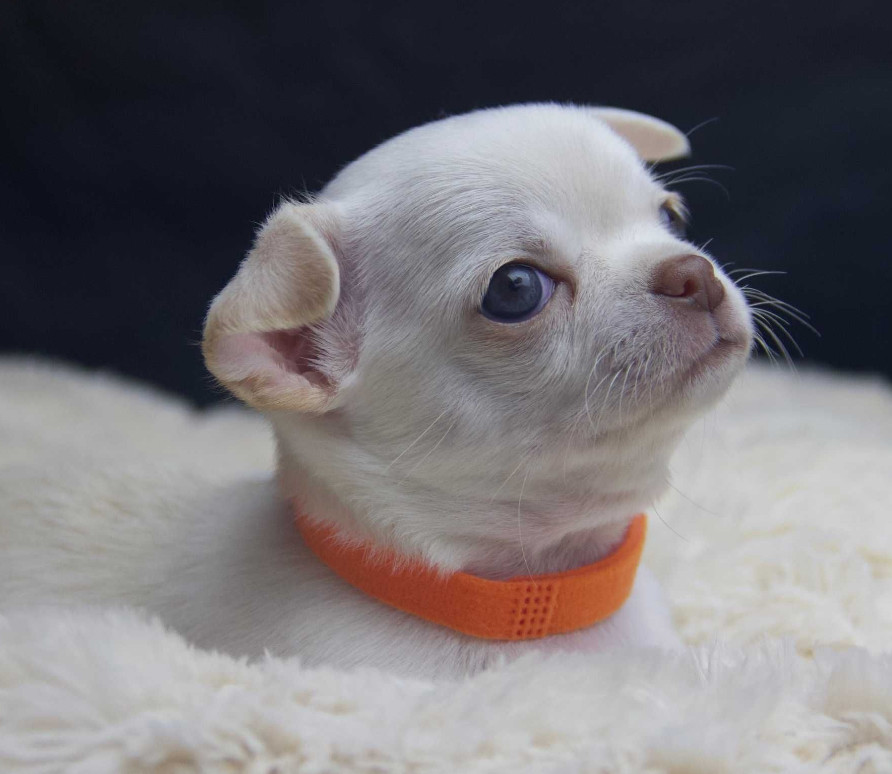 Chihuahua Puppies for Sale, Boys, 5 Weeks Old in Dallas, TX