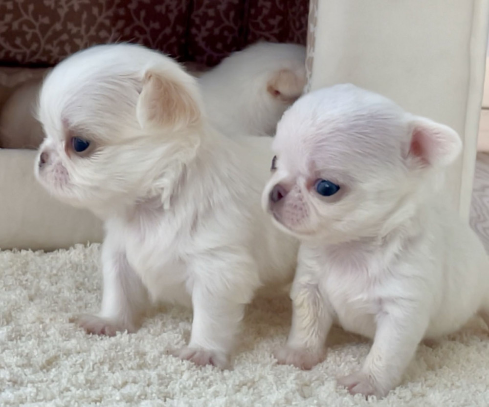 Chihuahua Boy and Girl for Sale in Bronx, NY