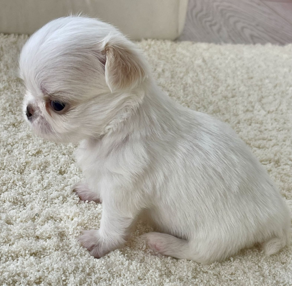 Chihuahua Boy and Girl for Sale in Bronx, NY