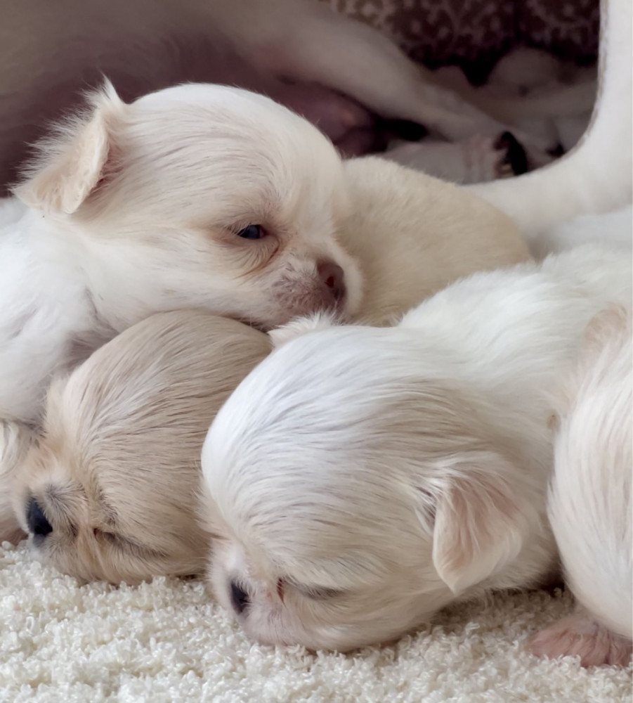 Chihuahua Boy and Girl for Sale in Bronx, NY