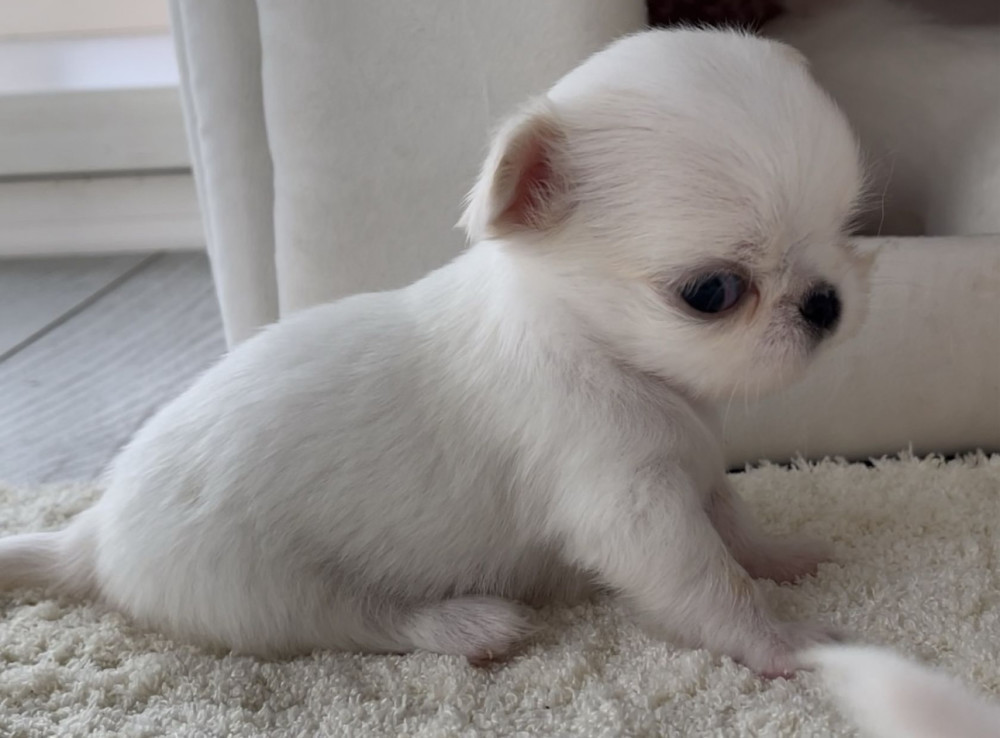 Chihuahua Boy and Girl for Sale in Bronx, NY