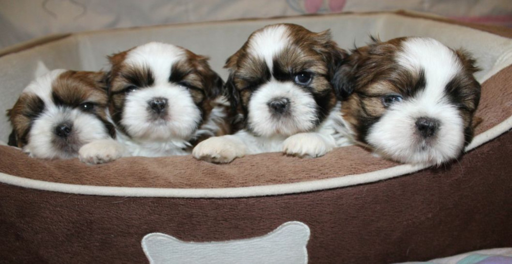 Shih Tzu Puppies for Sale in San Diego, CA